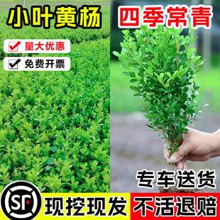 小叶黄杨苗瓜子园林绿化树苗南方北方种植黄杨庭院地栽盆栽黄杨球