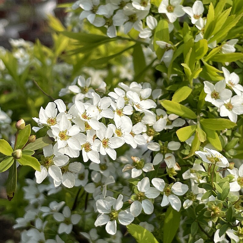 简影灌木庭院喷雪花绿植图片