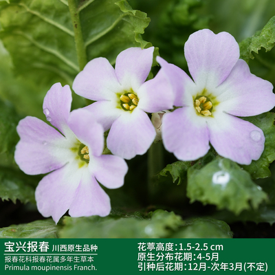 宝兴报春川西高原原生矮小品种