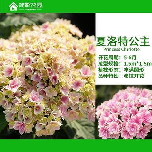 简影花园 夏洛特公主 老枝开花多年生大花绣球八仙花阳台庭院绿植