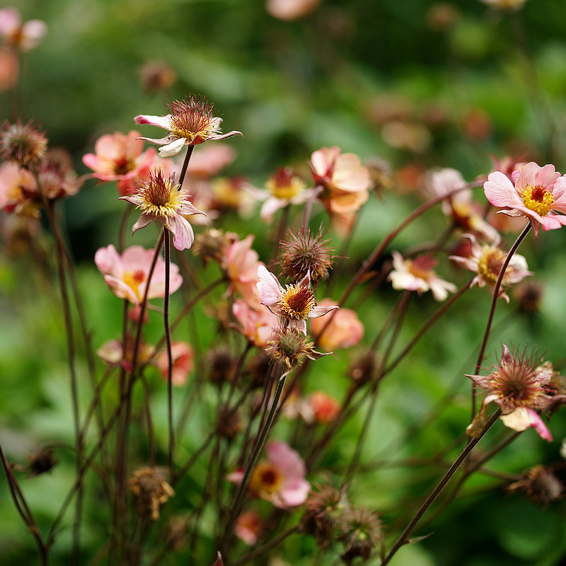 简影花园 水杨梅迈泰 多年生宿根耐热耐寒草本易度夏阳台庭院植物