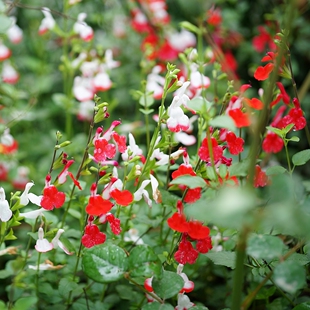 简影花园 樱桃鼠尾草 红焰白唇/烈焰红唇/常绿勤花阳台盆栽绿植