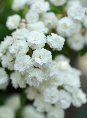 简影花园菱叶绣线菊多年生耐寒