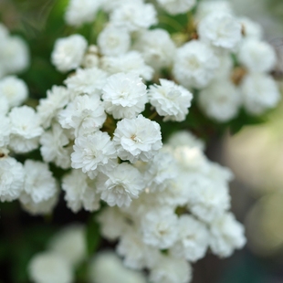 简影花园 菱叶重瓣绣线菊 八重小手球多年生耐热耐寒室外灌木花卉