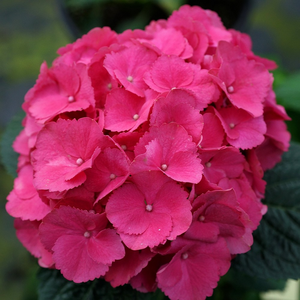 简影花园 红男爵 多年生直立老枝开花红色绣球八仙花阳台庭院绿植