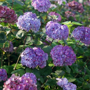 花宝 简影花园 佳澄 玉石 马桑等多品种绣球小苗2个字名称 珍贵