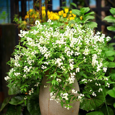 多年生落叶灌木阳台春季开花包邮
