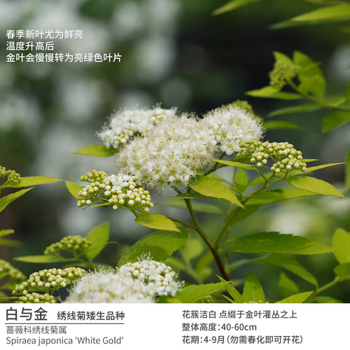 白与金矮生白花金叶绣线菊