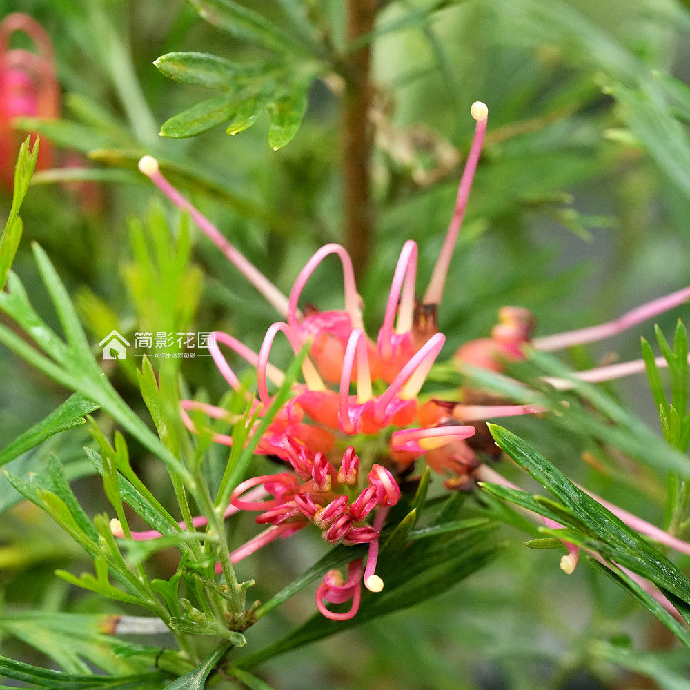 简影花园 红花银桦grevillea banksii 多年生耐热喜阳常绿灌木
