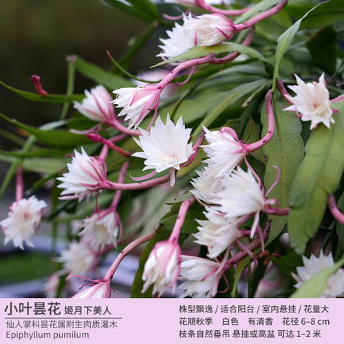 小叶昙花｜勤花爆花垂吊月下美人
