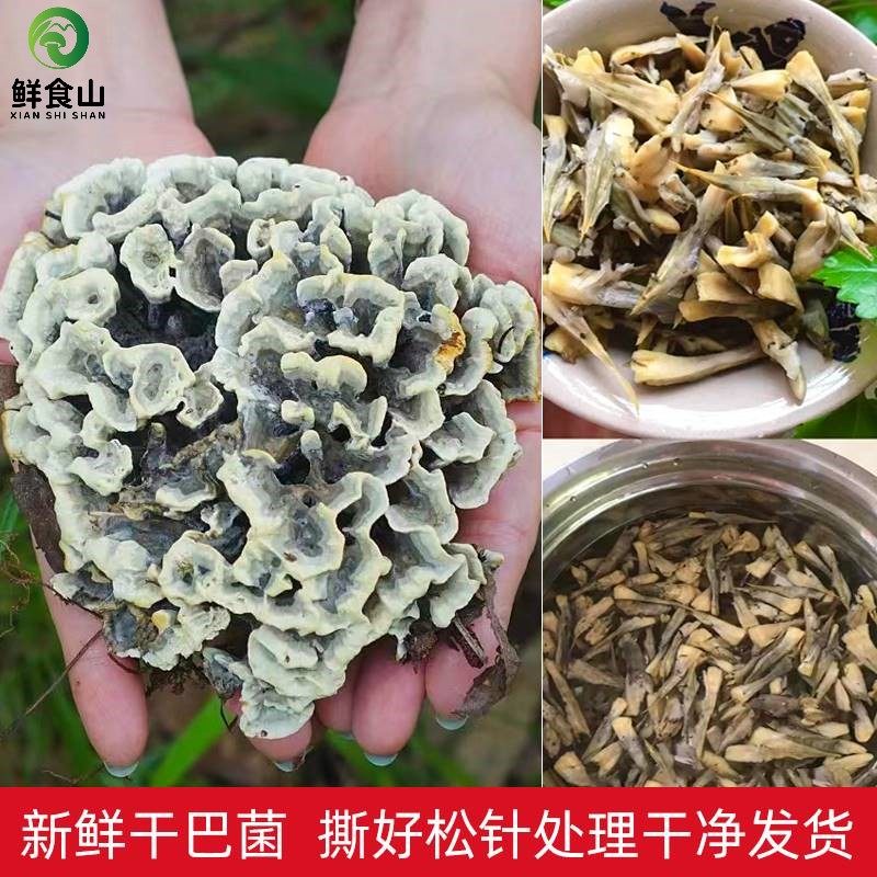 云南新鲜野生干巴菌特产现货马牙菌食用绣球菌干巴菌蘑菇顺丰空运