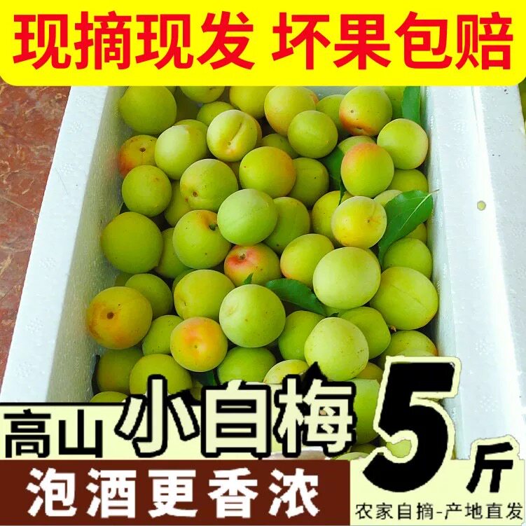 【小白梅】青梅鲜果诏安白梅现摘杏