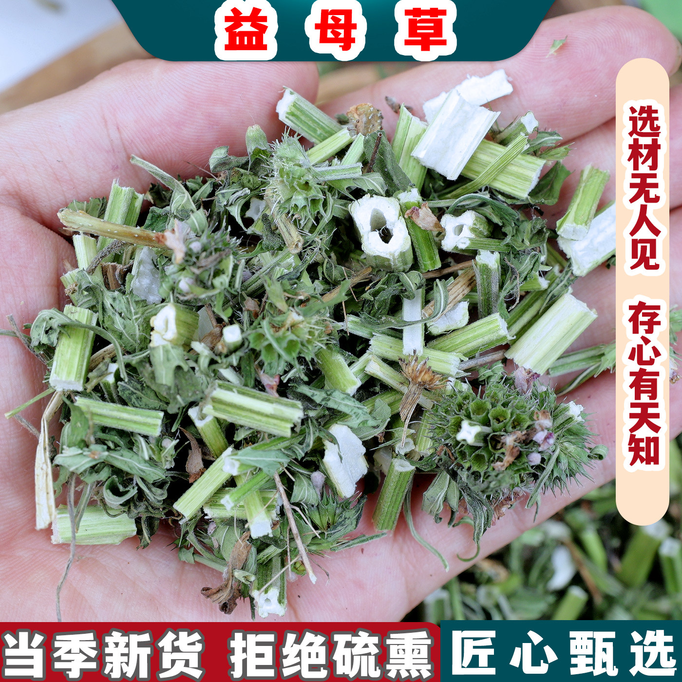 益母草中草干的新鲜催姨妈
