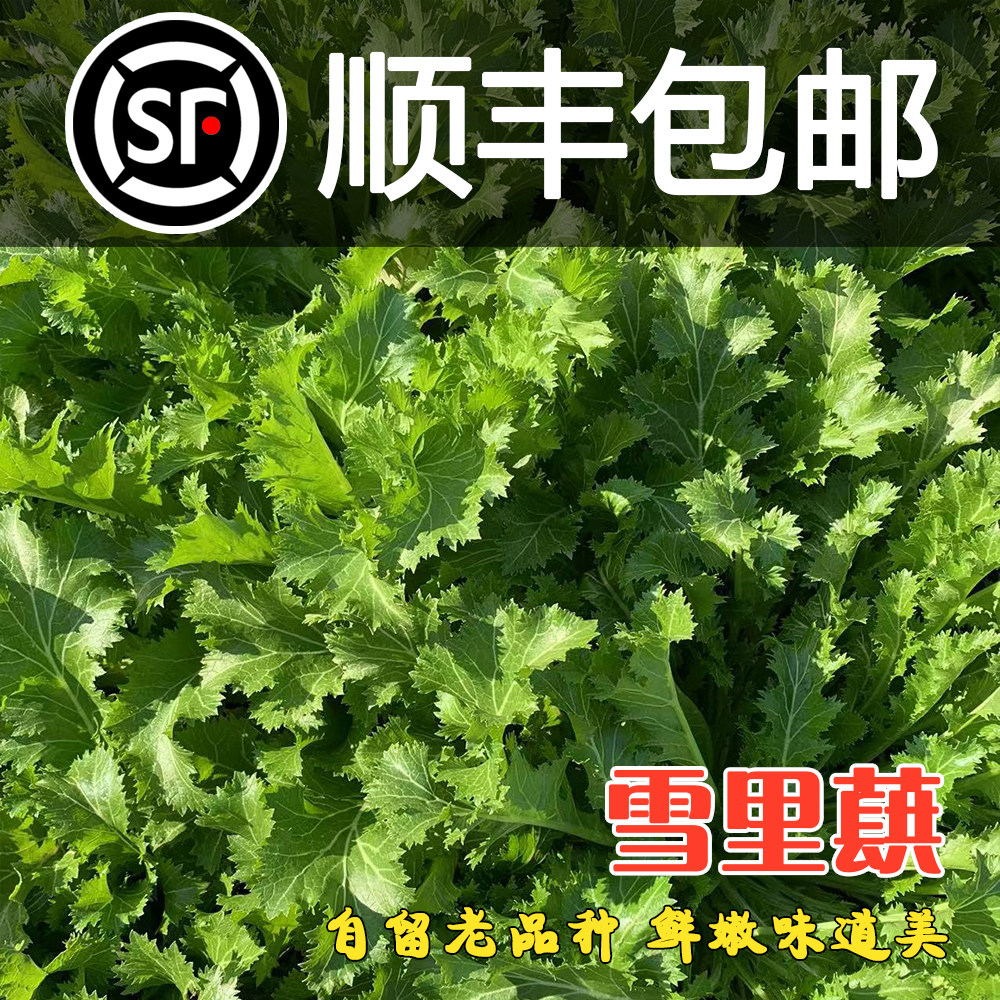【顺丰包邮】现挖新鲜雪菜 雪里红九头芥腊菜芥菜排菜 新鲜雪里蕻