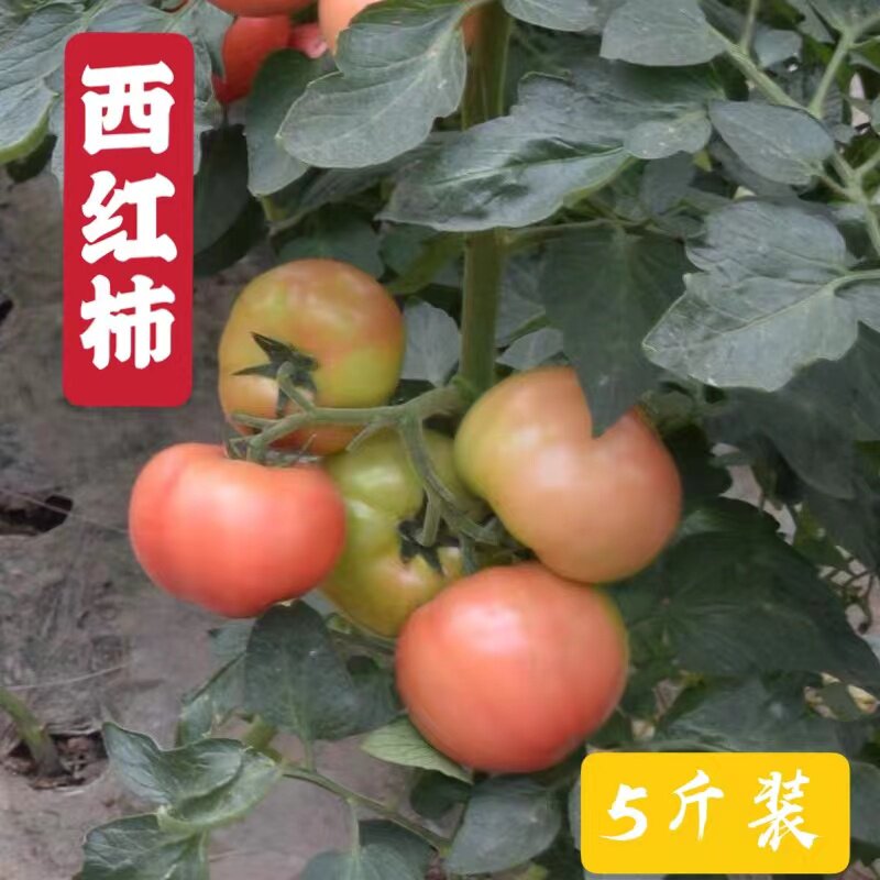 时令蔬菜新鲜西红柿水果番茄沙瓤