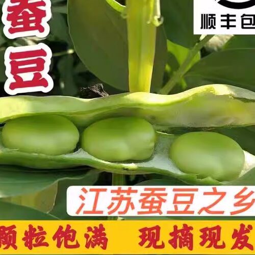 顺丰包邮 苏北 新鲜蚕豆农家带壳生蚕豆罗汉豆兰花胡豆佛青豆荚