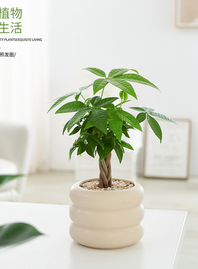 Crimson 盆栽绿植 北欧ins简约风 办公室内茶室书房 四季长青懒人