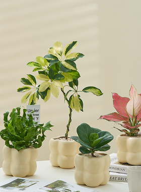 Crimson 办公室绿植盆栽 客厅室内桌面 摆件 吸甲醛净化空气