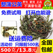 天然整株蒲公英茶野生婆婆丁带根干蒲公英茶去火痘痘乳腺500g 包邮
