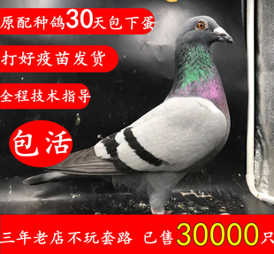 鸽子活 一对公母原配信鸽赛鸽肉鸽小鸽种鸽活物观赏鸽幼鸽包活体