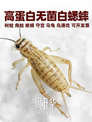 蟋蟀活体无菌高蛋白针头活物蛐蛐油葫芦冻干鸟角蛙守宫粮活虫食物