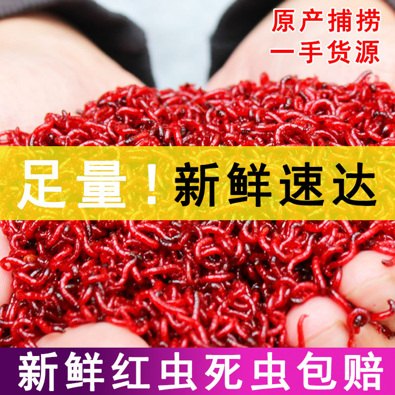 鲜活红虫特大号公虫活体活饵喂鱼饵拉饵鲫鱼野钓饵料钓鱼蚯蚓鱼饵