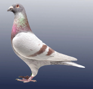 信鸽千公里成绩鸽鸽子活一对信鸽种鸽赛鸽公棚成绩鸽詹森杨阿腾