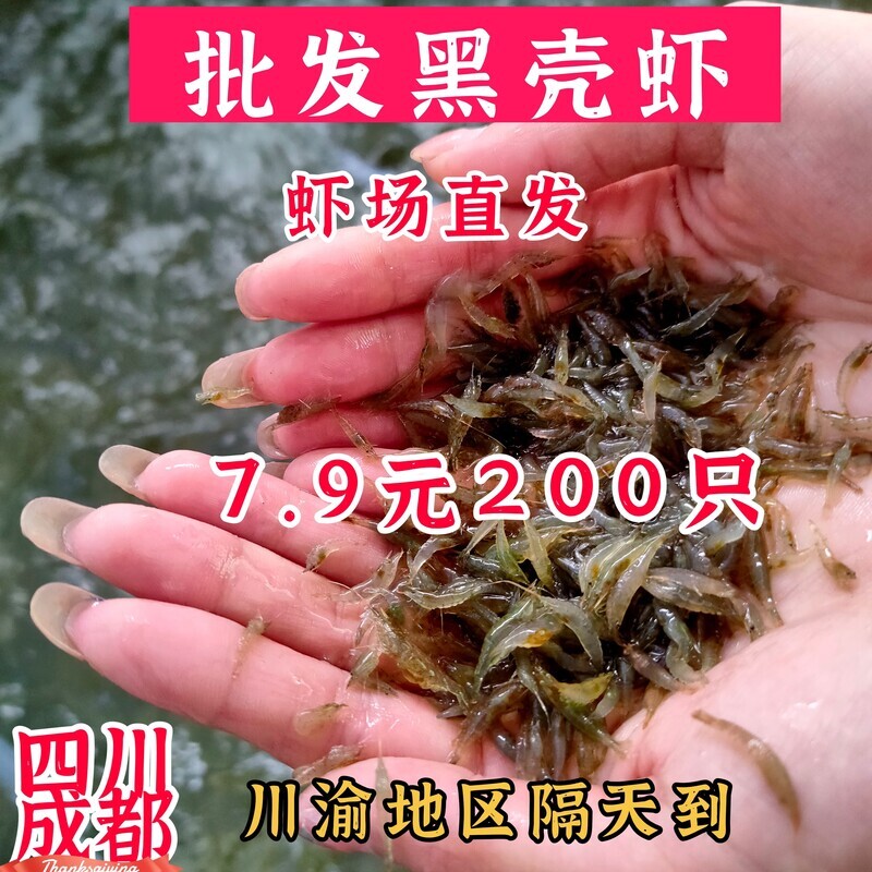 黑壳虾除藻虾清洁工观赏虾冷水淡虾