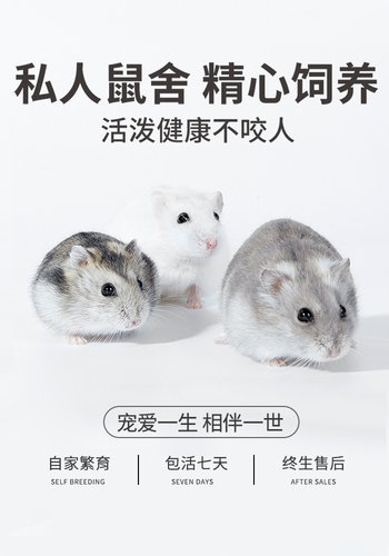 向小希小仓鼠活物送笼子三线紫仓布丁银狐老公公金丝熊活体宠物