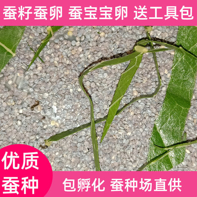 蚕宝宝卵春蚕蚕籽蚕卵蚕种蚕种场蚕子天然彩色蚕卵金丝红绿白包邮