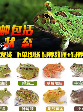 角蛙活体宠物青蛙小丑蛙黄金角蛙活物蝴蝶角蛙钟角蛙霸王角蛙饲料