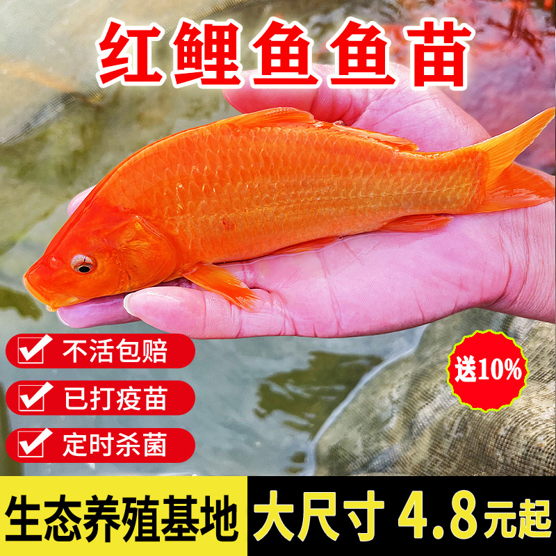 大红鲤鱼苗兴国荷包冷水鱼鱼苗活体淡水养殖观赏鱼精品耐养包邮