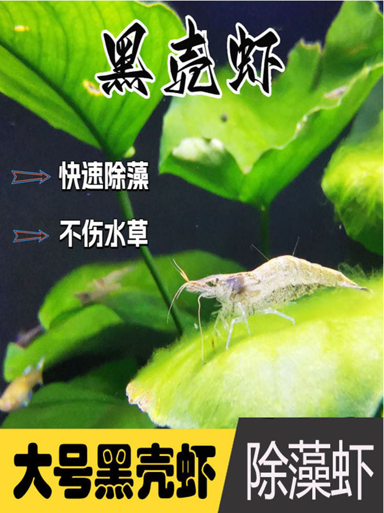 黑壳虾除藻虾活体饲料套餐淡水观赏虾草缸清洁虾造景缸除藻工具虾