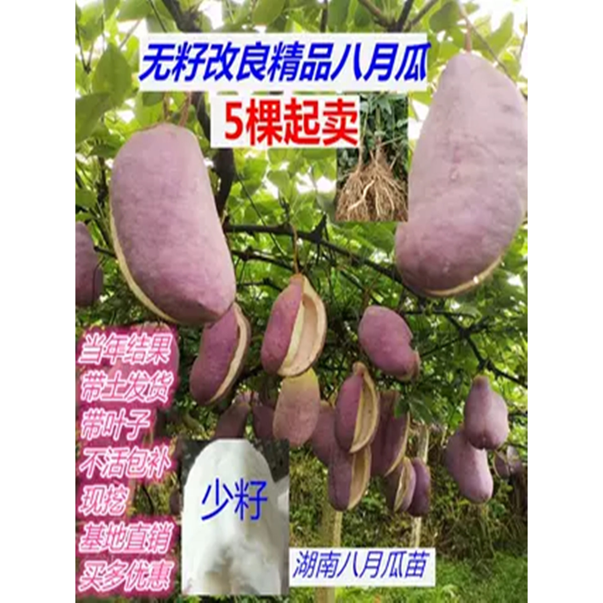 无籽八月瓜树苗少籽大果南北种植带土发改良品种当年结果盆栽地栽