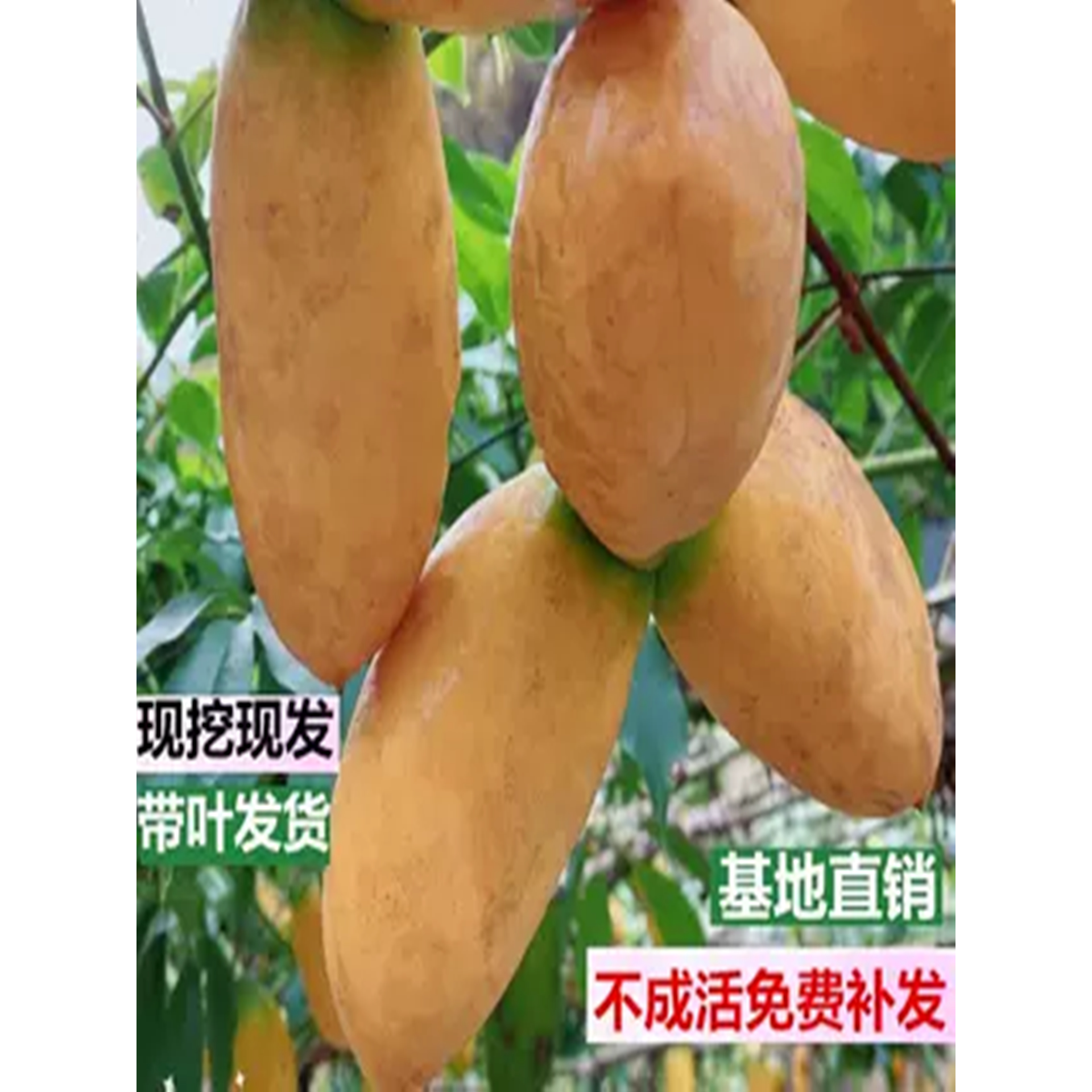 九月黄九月瓜9月黄果树福建浙江江西湖南重庆八月瓜果树果苗南方