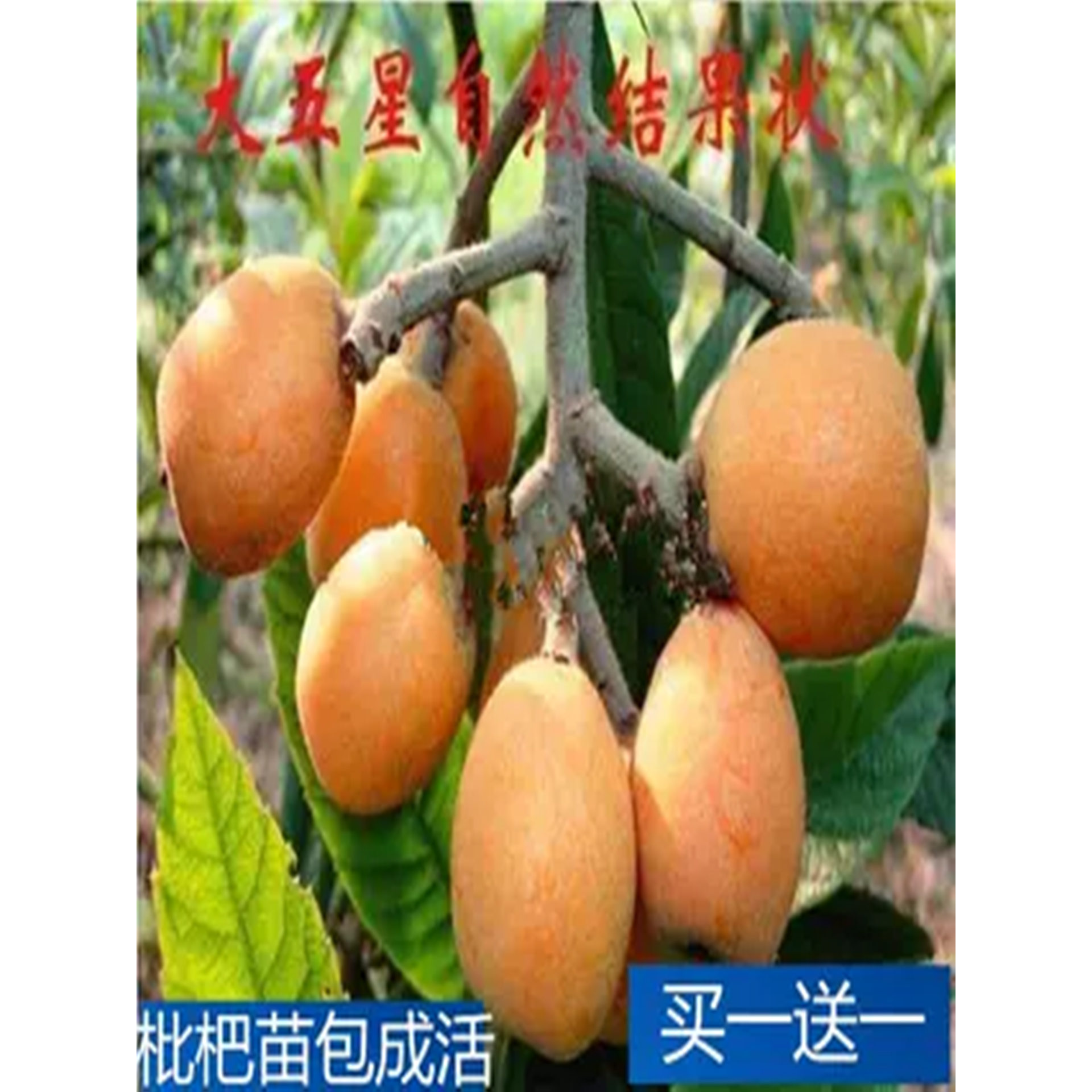 枇杷果树苗嫁接盆栽别墅庭院琵琶