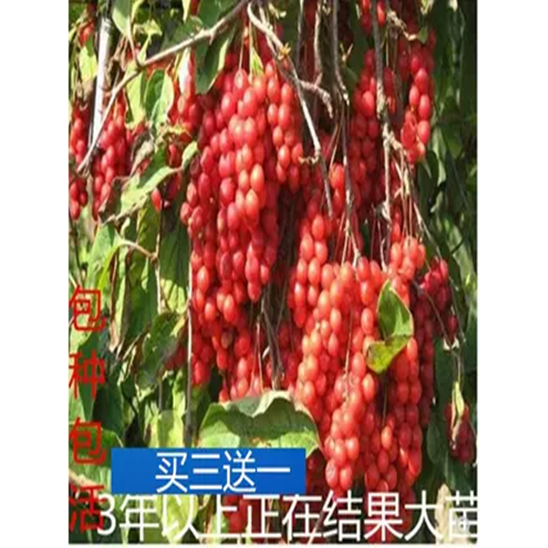 南五味子南北种植浙江秤砣中药材图片