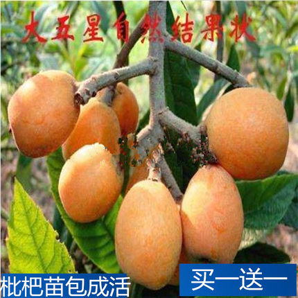 枇杷果树苗嫁接 盆栽地栽别墅庭院南方北方种植正宗当年结果琵琶