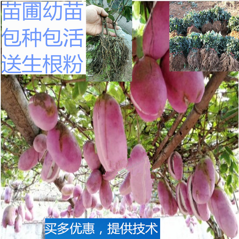 无籽八月瓜树苗三叶木通八月炸苗8月瓜苗野香蕉甜瓜苗牛卵陀南方