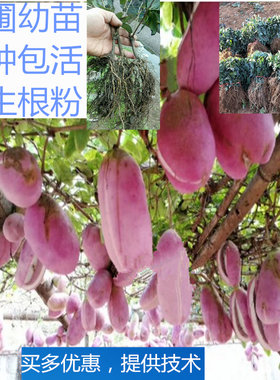 无籽八月瓜树苗三叶南方甜瓜苗