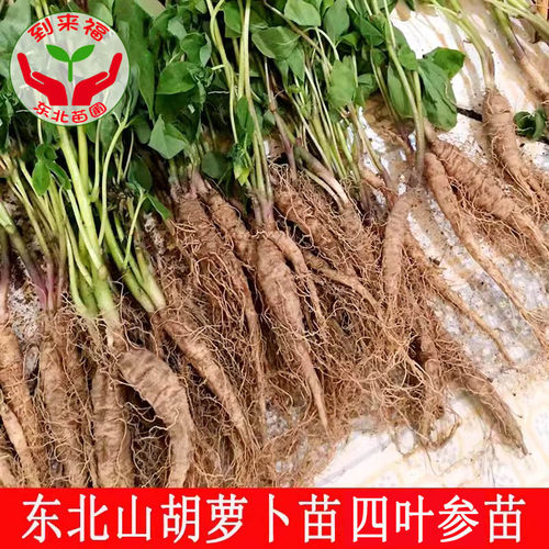 到来福山胡萝卜成活率高