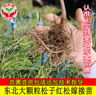 东北红松树苗东北松子树苗果松塔松耐寒大树嫁接红松树活体圃直供