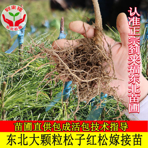 东北红松树苗东北松子树苗果松塔松耐寒大树嫁接红松树活体圃直供