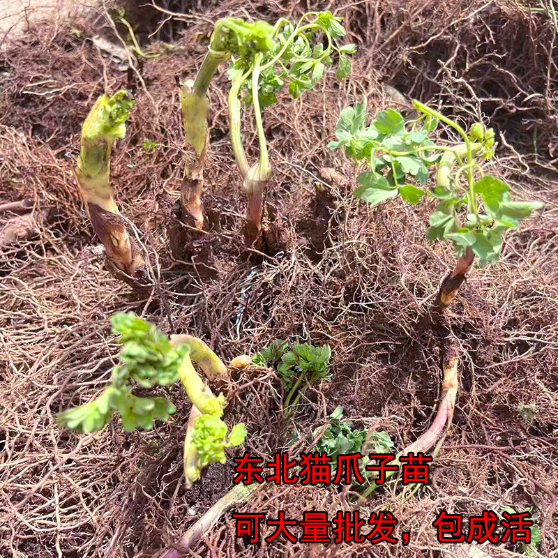 猫爪菜东北野生猫爪子菜苗展叶唐枝草小苗展堂菜山野菜中草药种苗