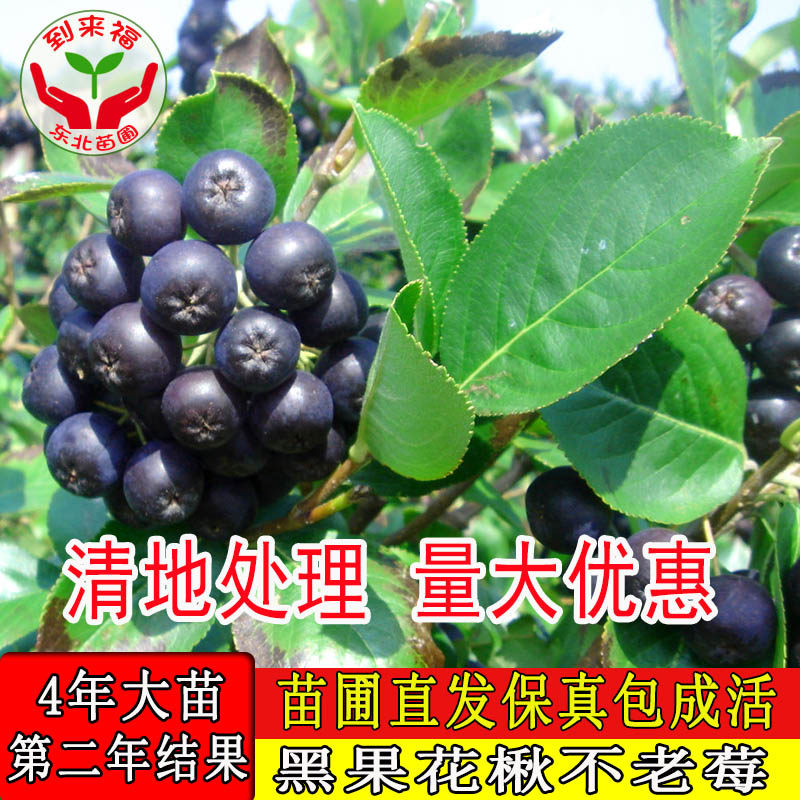 黑果花楸树黑果腺肋花楸树野樱莓树不老莓树抗旱耐寒易成活果树苗
