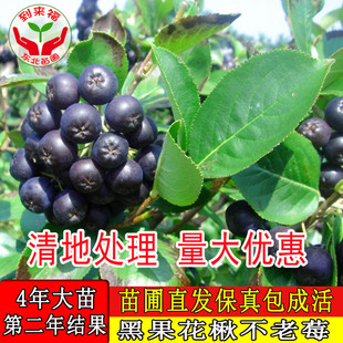 黑果花楸树黑果腺肋花楸树野樱莓树不老莓树抗旱耐寒易成活果树苗