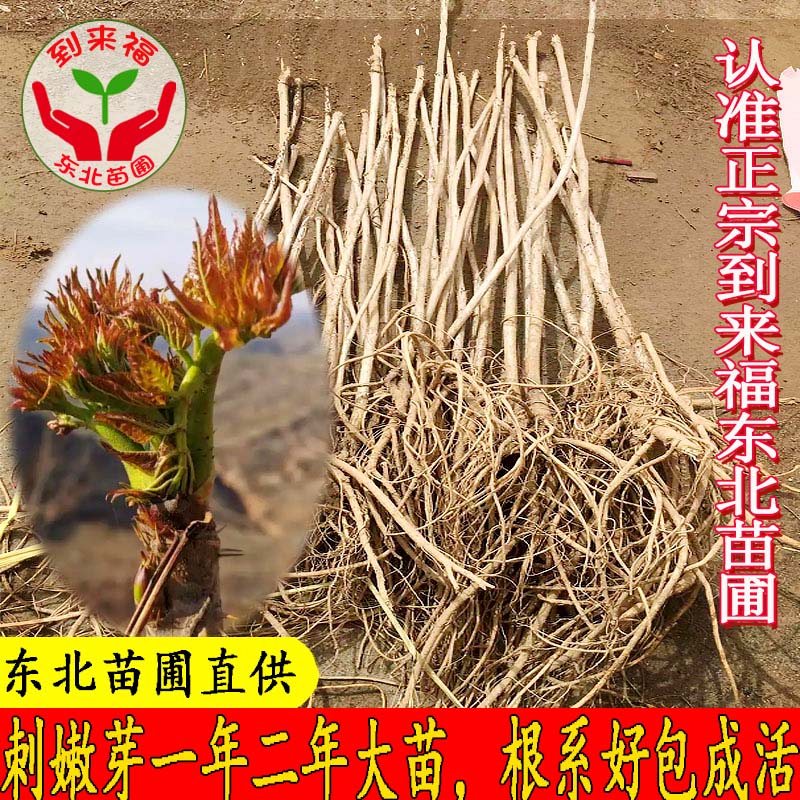 东北刺嫩芽树苗老包龙头山野菜