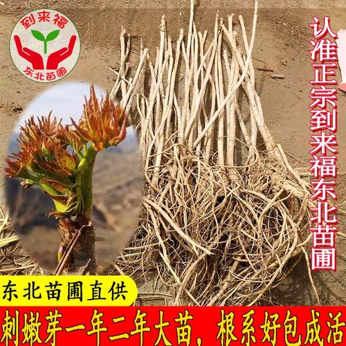 东北刺嫩芽树苗老包龙头山野菜