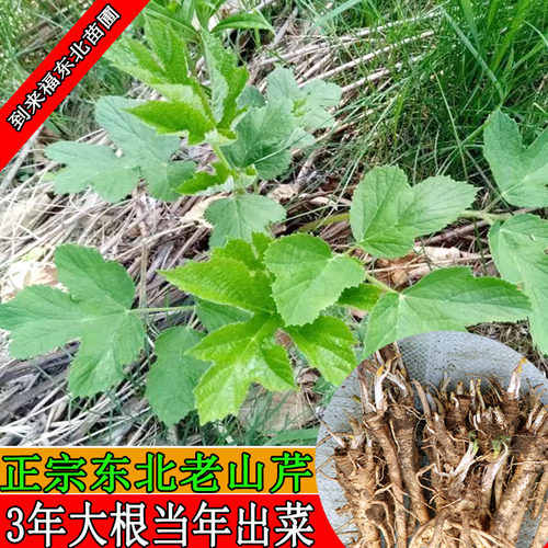 东北老山芹山芹菜种苗