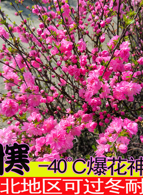 东北重瓣榆叶梅耐寒耐热小桃红绿篱花冠树苗梅花树苗绿化苗抗寒